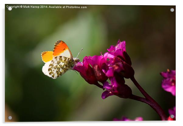 Orange Tipped Butterfly Acrylic by Mark Harrop