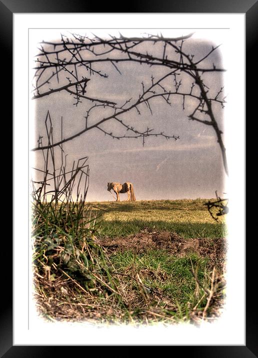 Harlow Common Pony Framed Mounted Print by Nigel Bangert