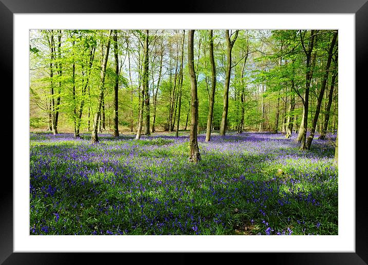 Bluebell Wood Framed Mounted Print by Diana Mower