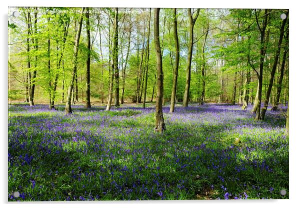 Bluebell Wood Acrylic by Diana Mower