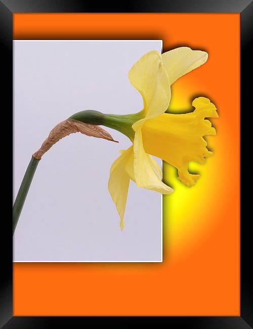 Daffodil flower out the frame Framed Print by Robert Gipson