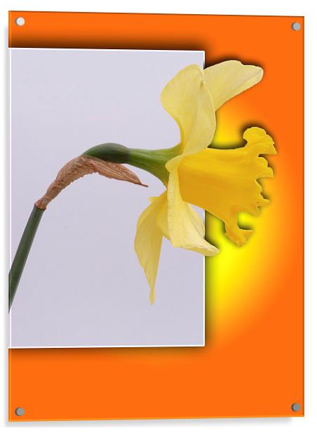 Daffodil flower out the frame Acrylic by Robert Gipson