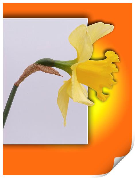 Daffodil flower out the frame Print by Robert Gipson