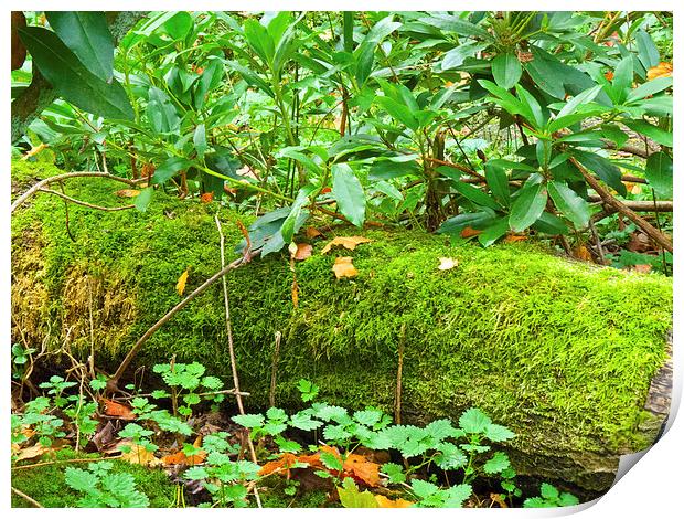 Forest floor and moss Print by Robert Gipson
