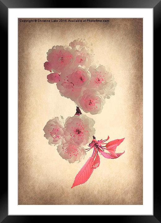 Spring Blossom Framed Mounted Print by Christine Lake