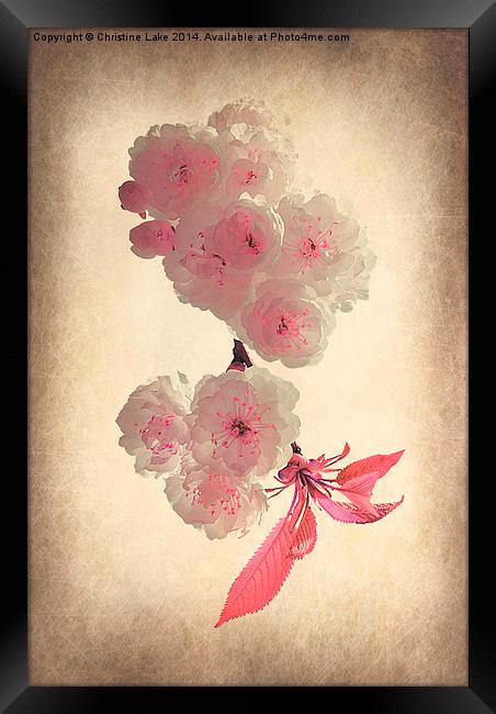 Spring Blossom Framed Print by Christine Lake