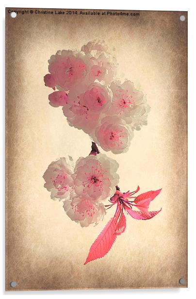 Spring Blossom Acrylic by Christine Lake