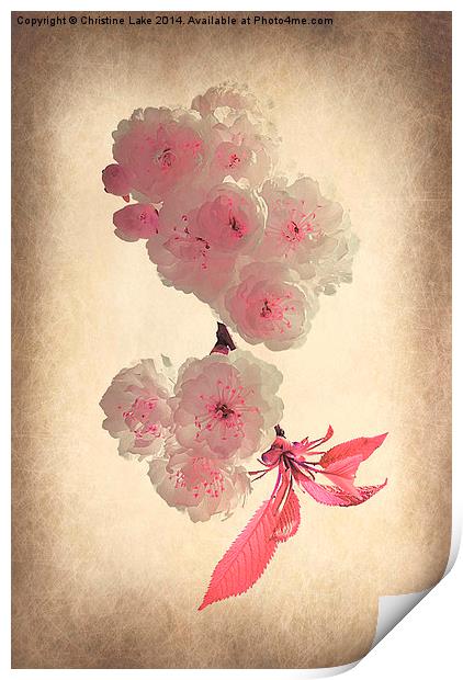 Spring Blossom Print by Christine Lake