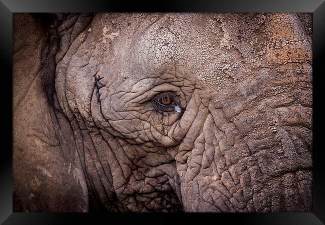 Eye of the Elephant Framed Print by Ben Shirley