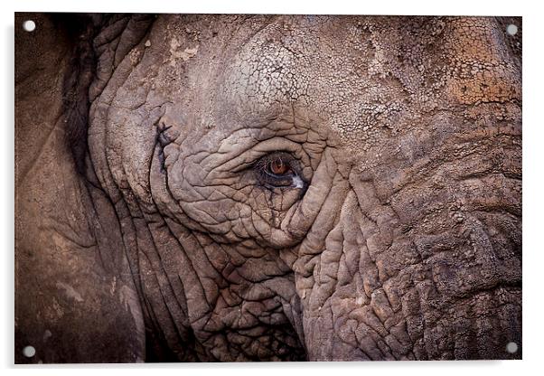 Eye of the Elephant Acrylic by Ben Shirley