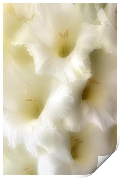 Gladioli Print by Ann Garrett