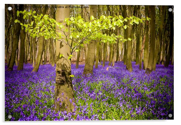 Bluebell Wood Acrylic by Danny Callcut