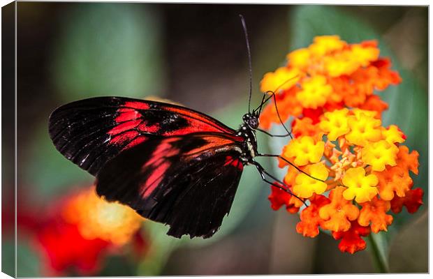 Postman Butterfly Feeding Canvas Print by Andy McGarry