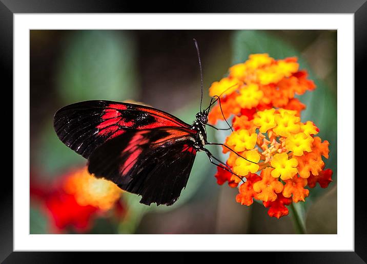Postman Butterfly Feeding Framed Mounted Print by Andy McGarry