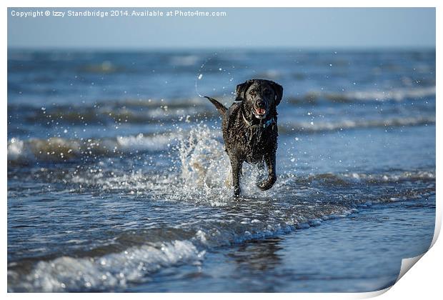 Black Labrador fun in the sea Print by Izzy Standbridge