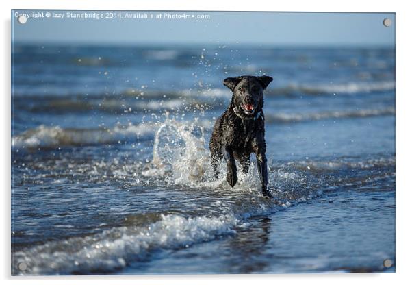 Black labrador fun in the sea Acrylic by Izzy Standbridge
