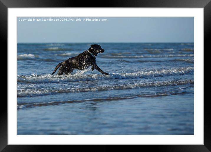 Black labrador fun in the sea Framed Mounted Print by Izzy Standbridge