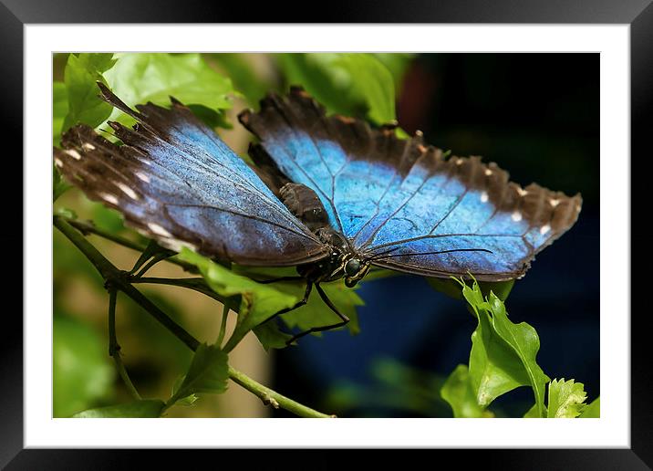 Blue Morphos Butterfly Framed Mounted Print by Andy McGarry