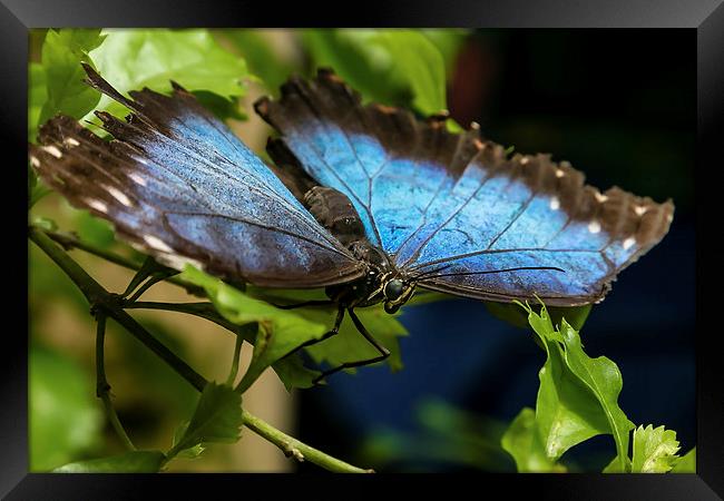 Blue Morphos Butterfly Framed Print by Andy McGarry