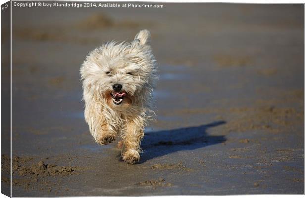Cairn terrier fun on the beach Canvas Print by Izzy Standbridge