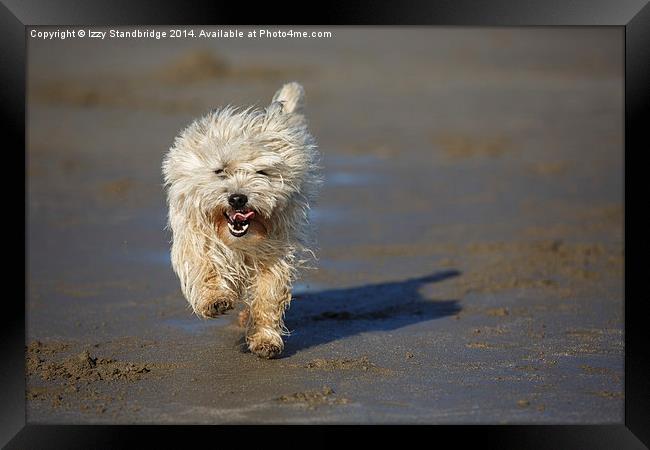 Cairn terrier fun on the beach Framed Print by Izzy Standbridge