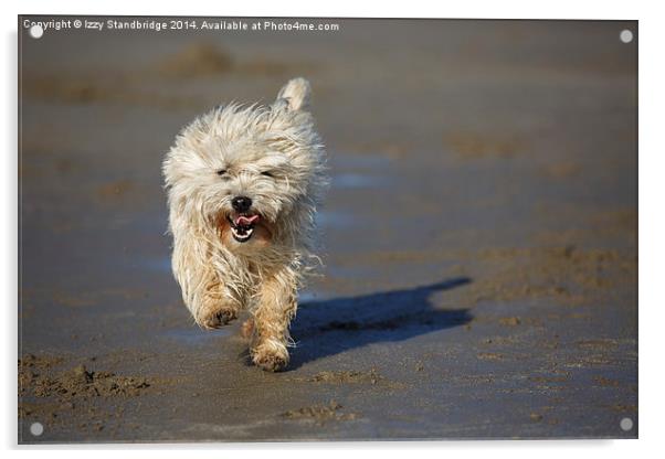 Cairn terrier fun on the beach Acrylic by Izzy Standbridge