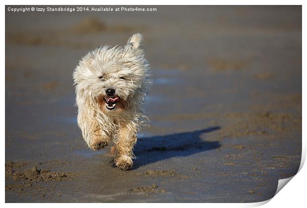 Cairn terrier fun on the beach Print by Izzy Standbridge