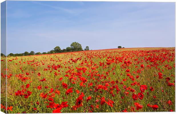 Poppy Field Canvas Print by Kevin Tate