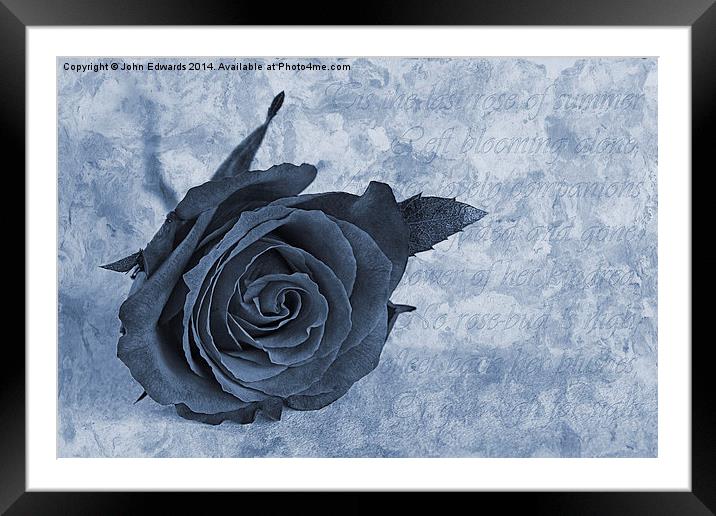 The last rose of summer cyanotype Framed Mounted Print by John Edwards