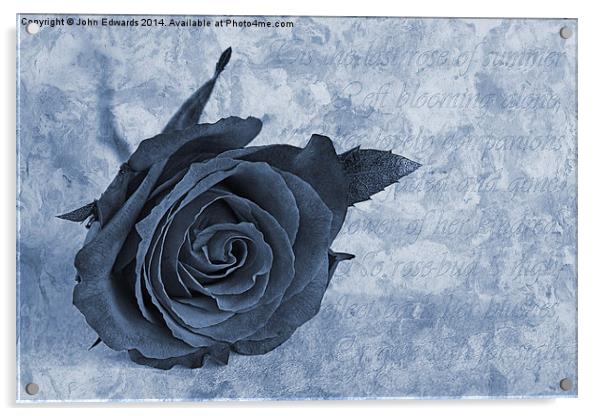 The last rose of summer cyanotype Acrylic by John Edwards
