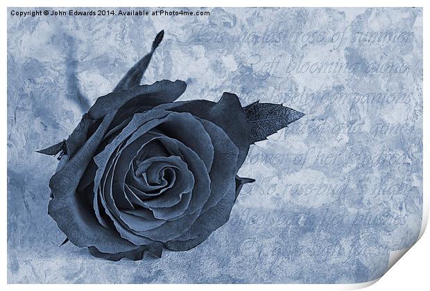 The last rose of summer cyanotype Print by John Edwards