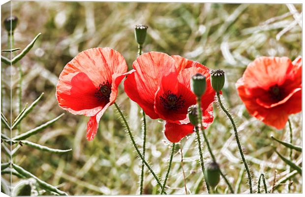 Red field poppies Canvas Print by Kevin Tate