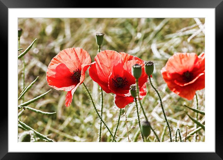 Red field poppies Framed Mounted Print by Kevin Tate