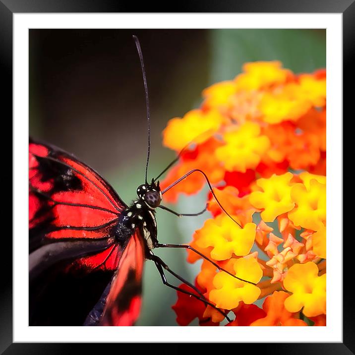 Postman Butterfly Feeding Framed Mounted Print by Andy McGarry