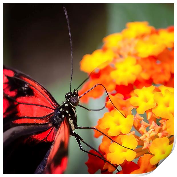 Postman Butterfly Feeding Print by Andy McGarry