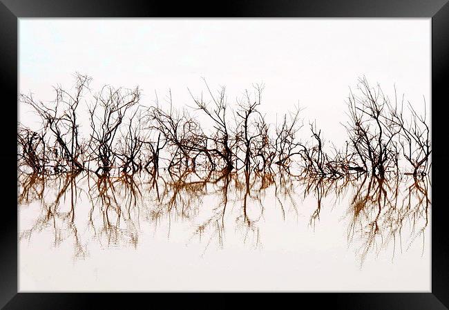 Trees Submerged in Lake Qarun Framed Print by Jacqueline Burrell