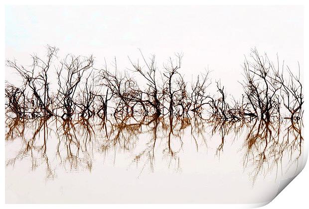 Trees Submerged in Lake Qarun Print by Jacqueline Burrell