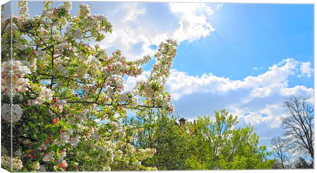 Lovely Spring Blossoms Canvas Print by Andrew Middleton