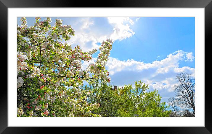 Lovely Spring Blossoms Framed Mounted Print by Andrew Middleton