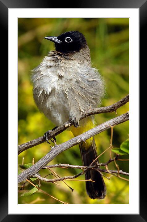 Fluffed Up Bulbul Framed Mounted Print by Jacqueline Burrell