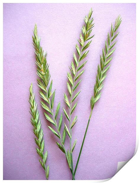 Grass Spikelets Print by james richmond