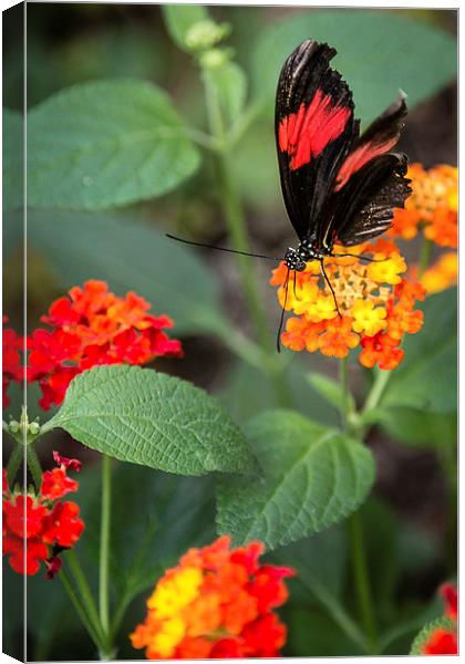 Postman Butterfly Portrait Canvas Print by Andy McGarry