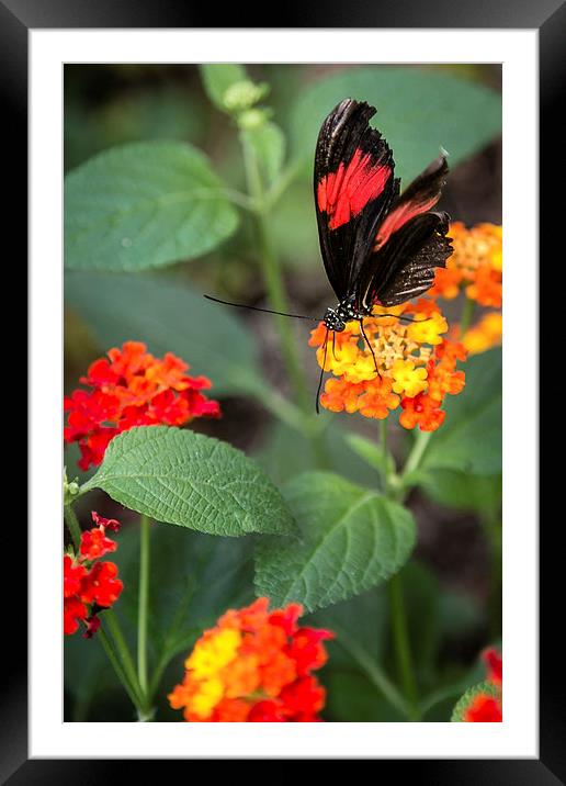 Postman Butterfly Portrait Framed Mounted Print by Andy McGarry