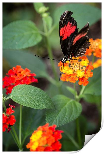 Postman Butterfly Portrait Print by Andy McGarry