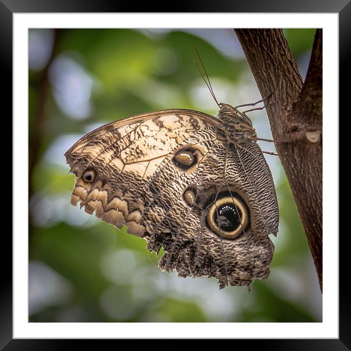 Owl Butterfly Framed Mounted Print by Andy McGarry