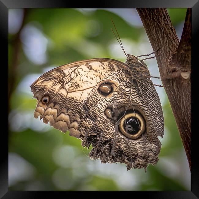 Owl Butterfly Framed Print by Andy McGarry