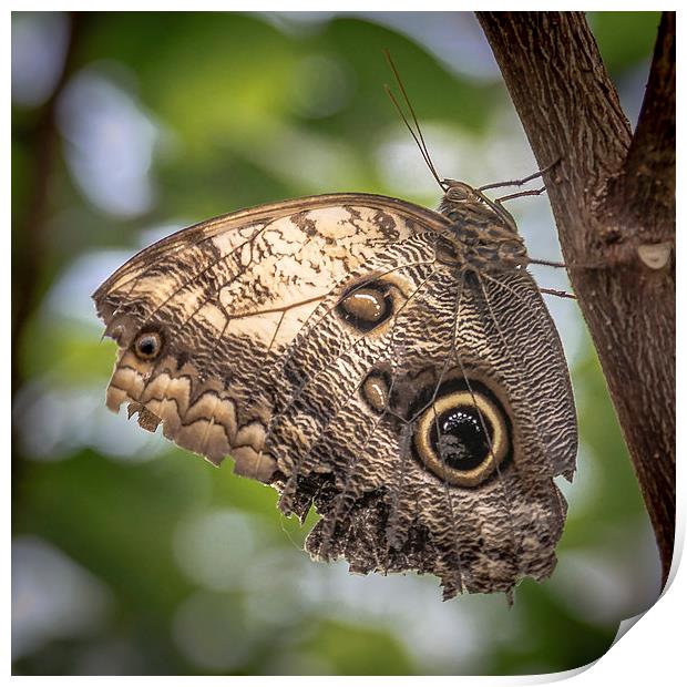 Owl Butterfly Print by Andy McGarry