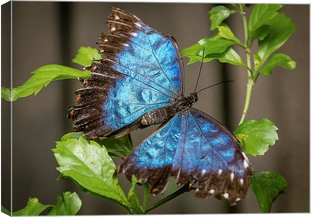 Blue Morpho Butterfly Canvas Print by Andy McGarry