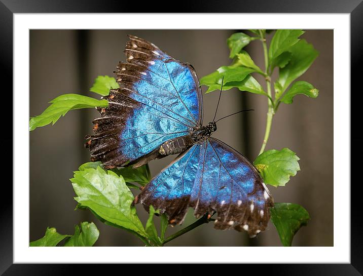 Blue Morpho Butterfly Framed Mounted Print by Andy McGarry