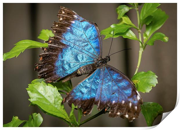 Blue Morpho Butterfly Print by Andy McGarry